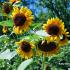 Sunflowers in bloom in August in the mid-south